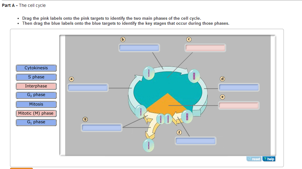 The Cell Cycle, Mitosis And Meiosis